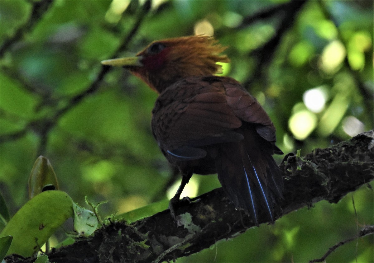 Chestnut-colored Woodpecker - ML620669398