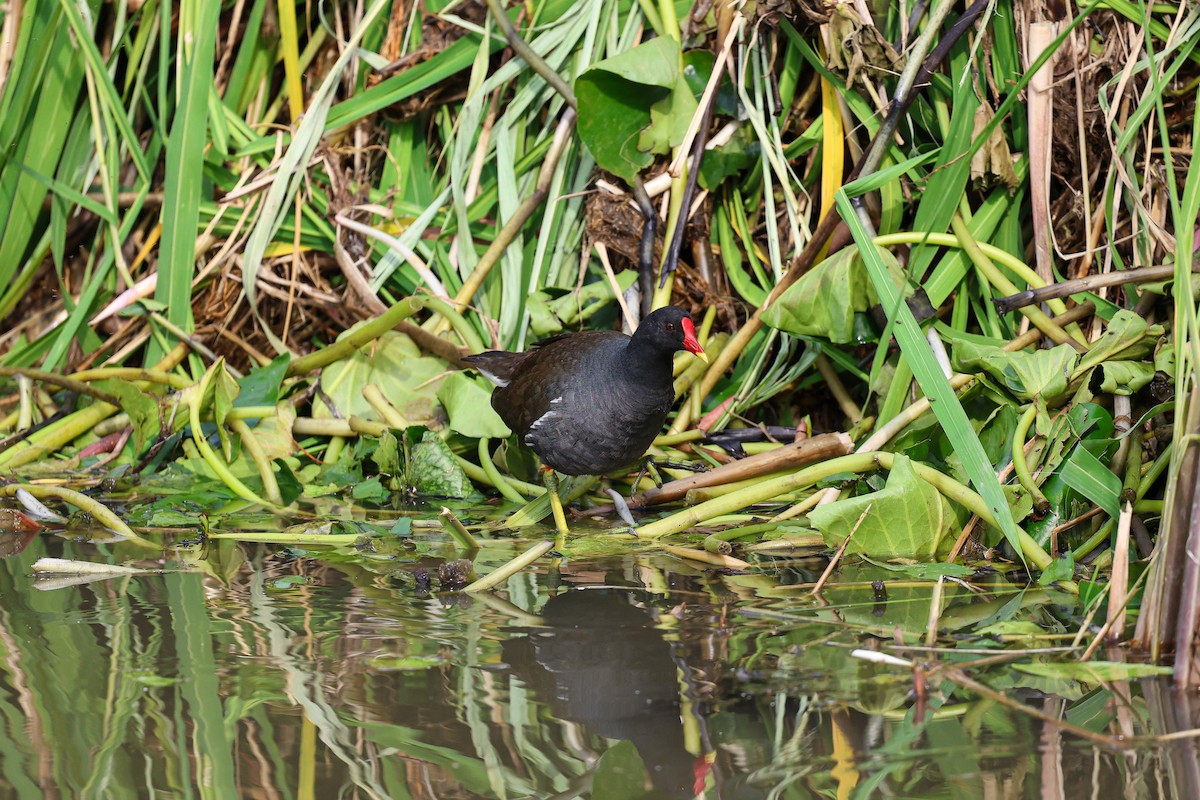 Gallinule poule-d'eau - ML620669399