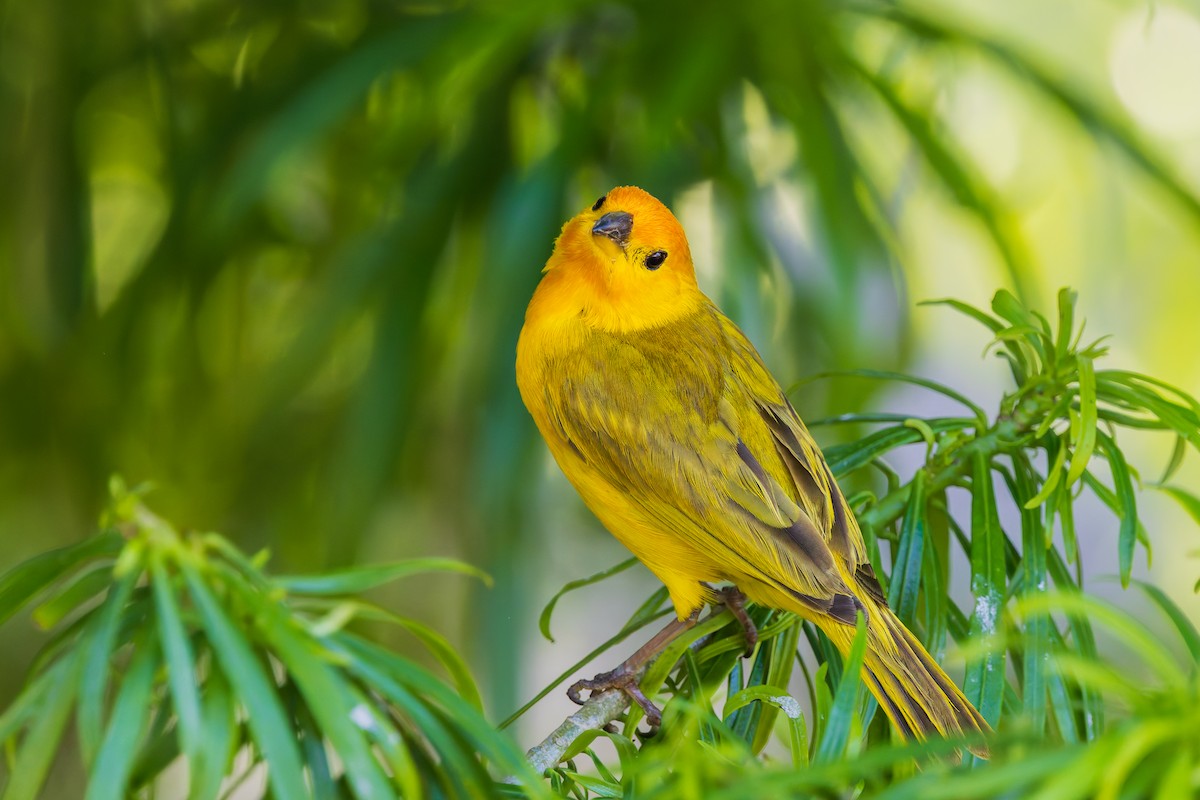 Saffron Finch - ML620669405