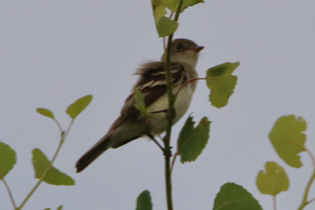 Willow Flycatcher - Dave Brown