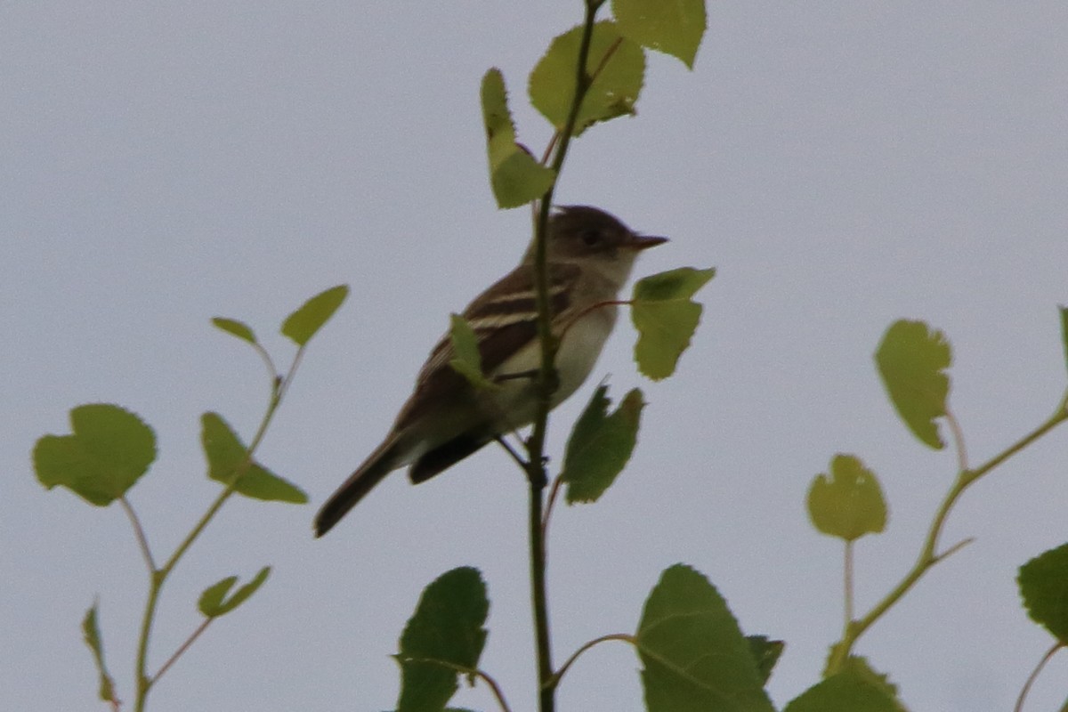 Willow Flycatcher - ML620669407