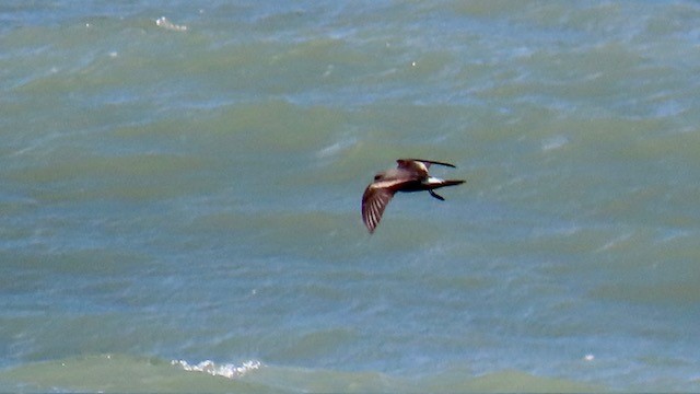 Leach's Storm-Petrel - ML620669408