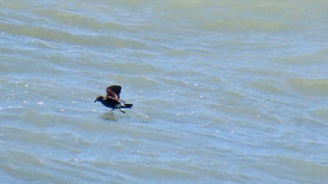 Leach's Storm-Petrel - ML620669411