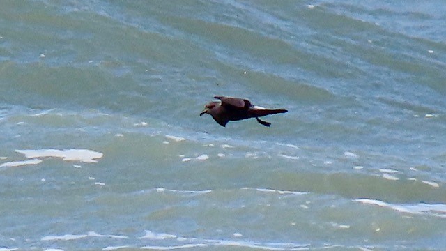 Leach's Storm-Petrel - ML620669412