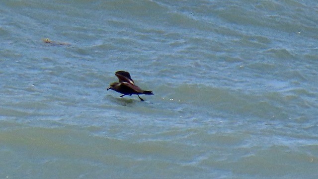 Leach's Storm-Petrel - ML620669414