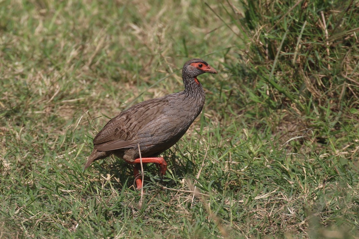 Francolin à gorge rouge - ML620669415