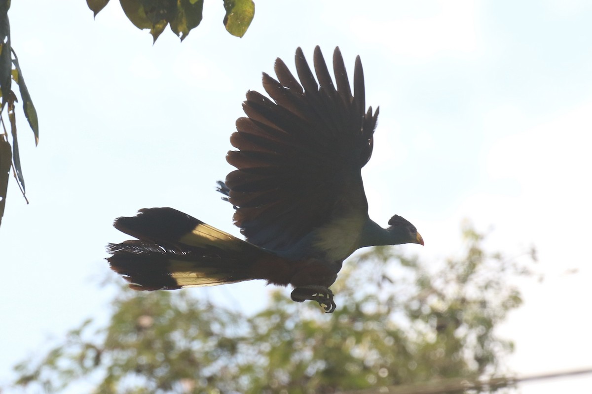 Great Blue Turaco - ML620669426