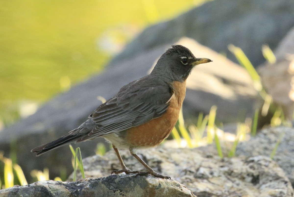 American Robin - ML620669428