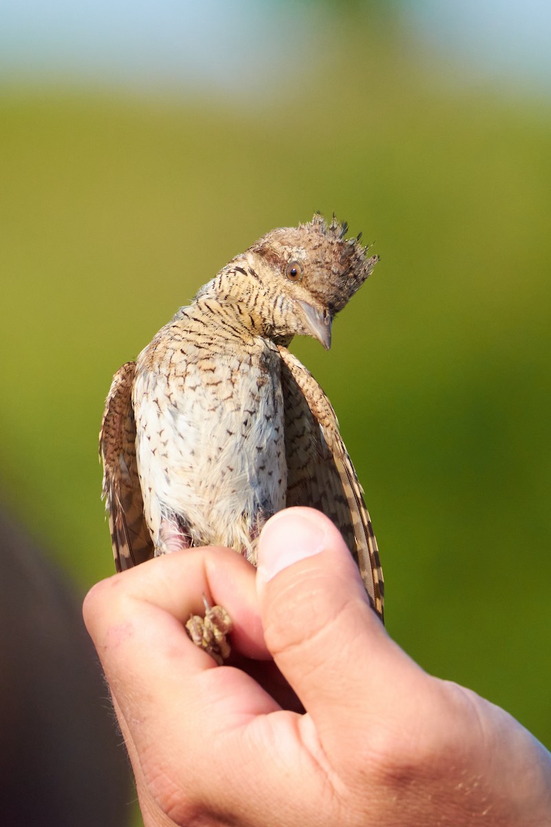 Eurasian Wryneck - ML620669435