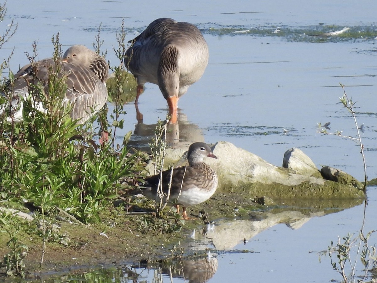 Mandarin Duck - ML620669436