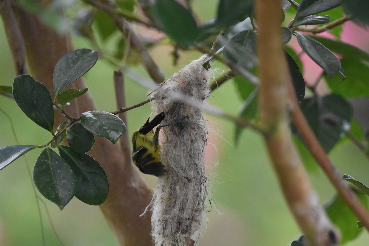 Common Tody-Flycatcher - ML620669437