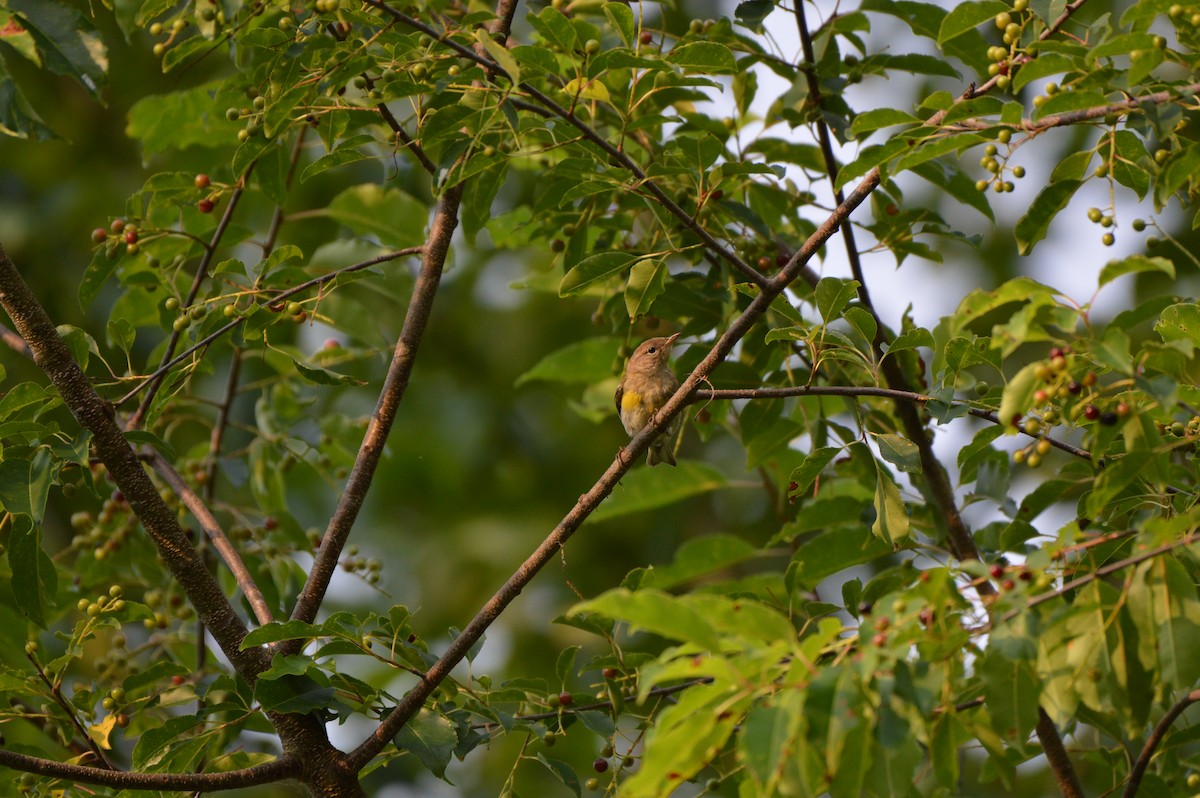 Pine Warbler - ML620669440