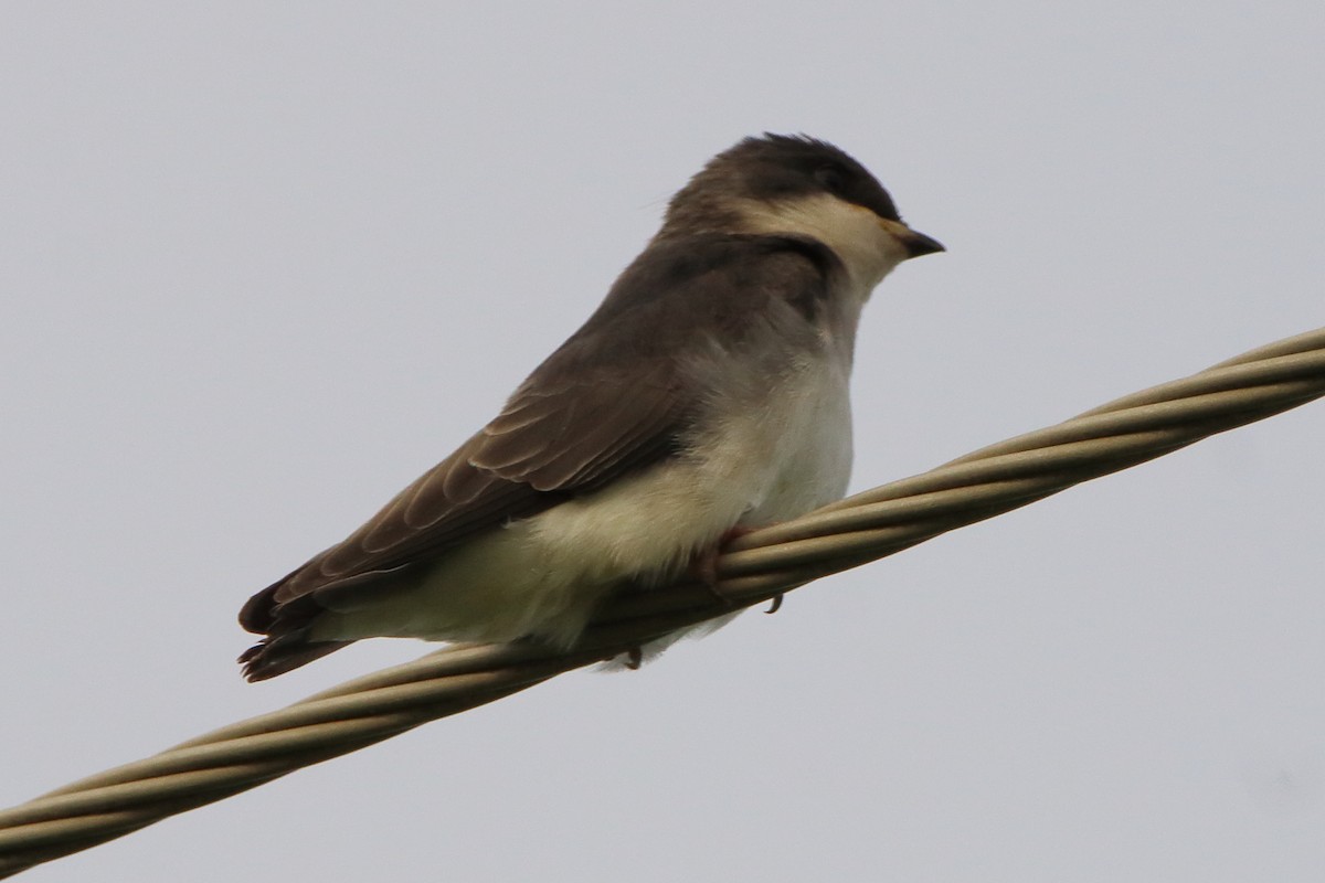 Tree Swallow - ML620669444