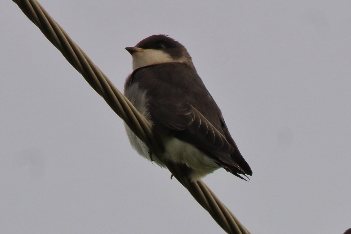 Tree Swallow - Dave Brown