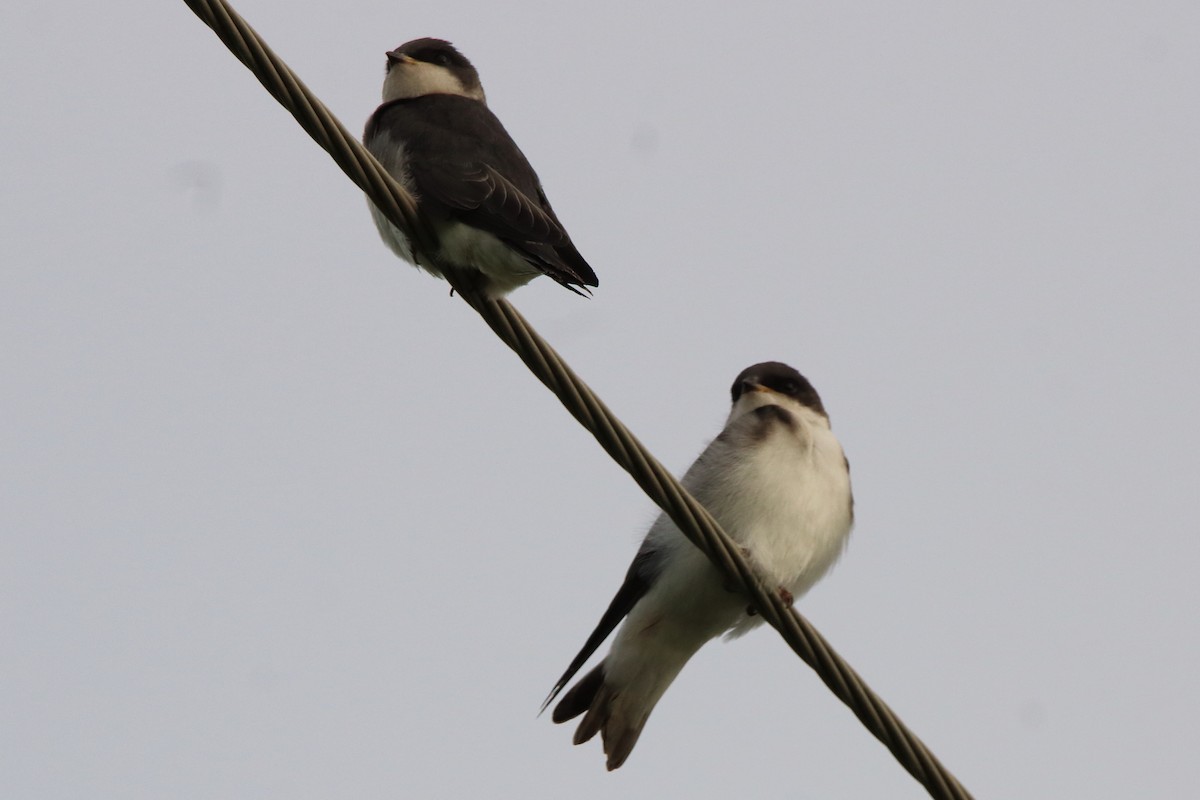 Tree Swallow - ML620669446