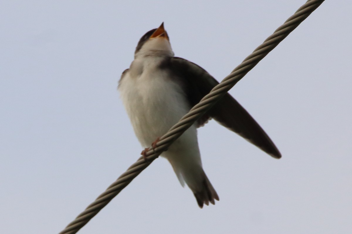 Tree Swallow - ML620669447