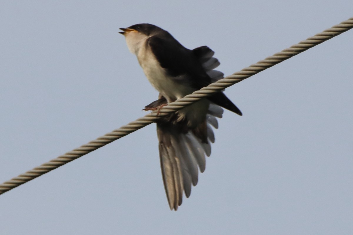 Tree Swallow - Dave Brown