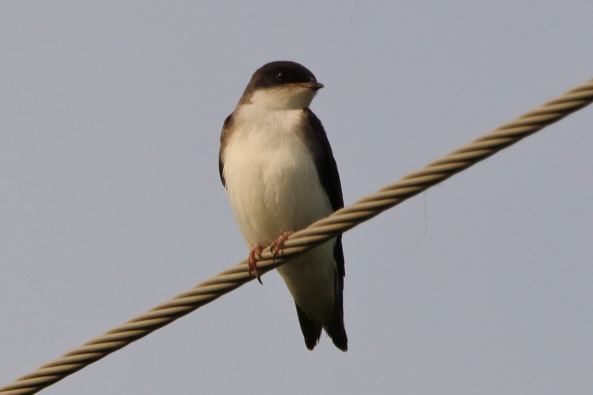 Tree Swallow - ML620669450