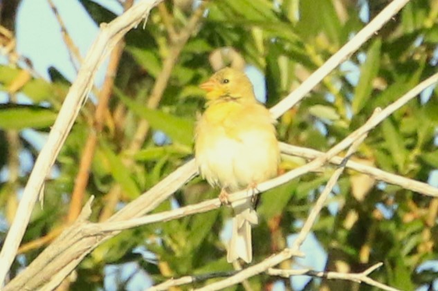 Chardonneret jaune - ML620669451