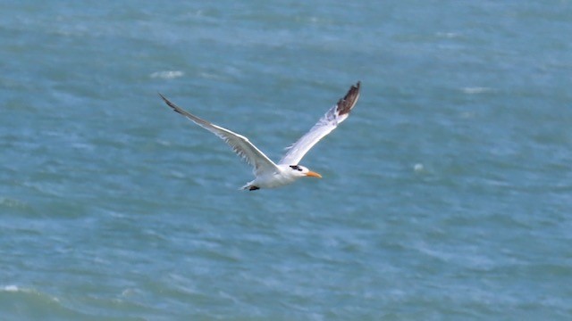 Royal Tern - ML620669452