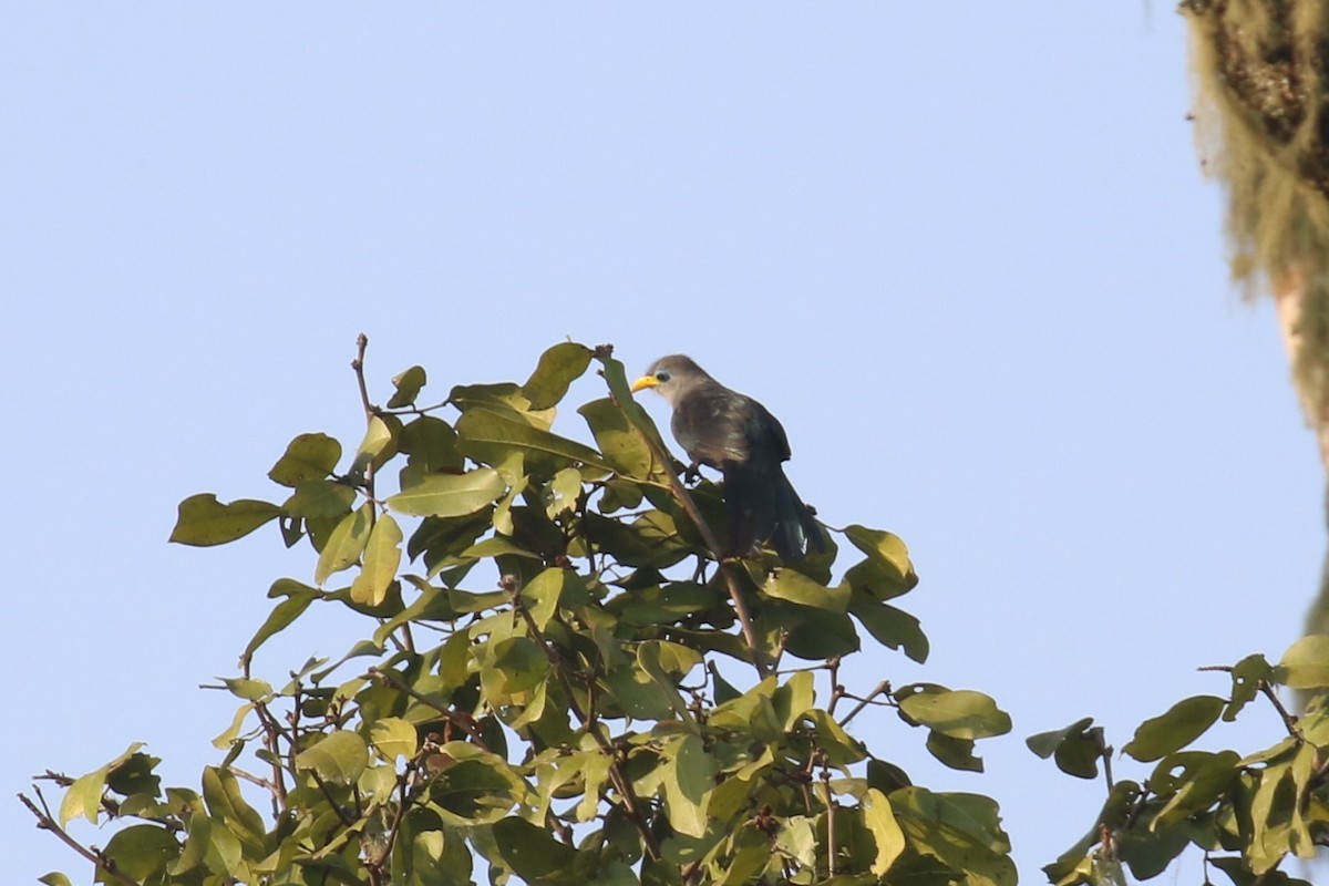 Blue Malkoha - ML620669457