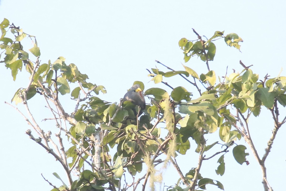 Blue Malkoha - ML620669458