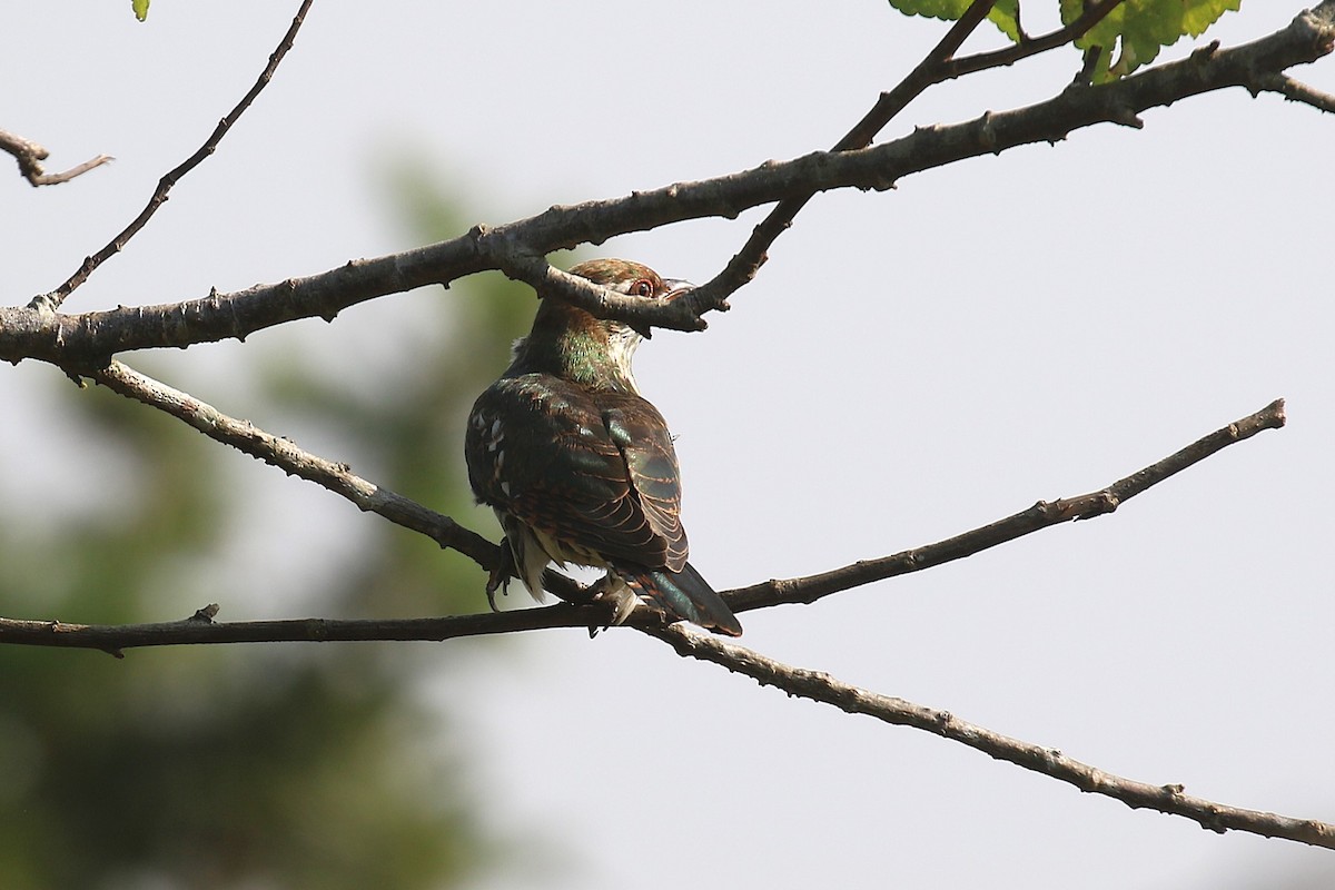 Dideric Cuckoo - ML620669465