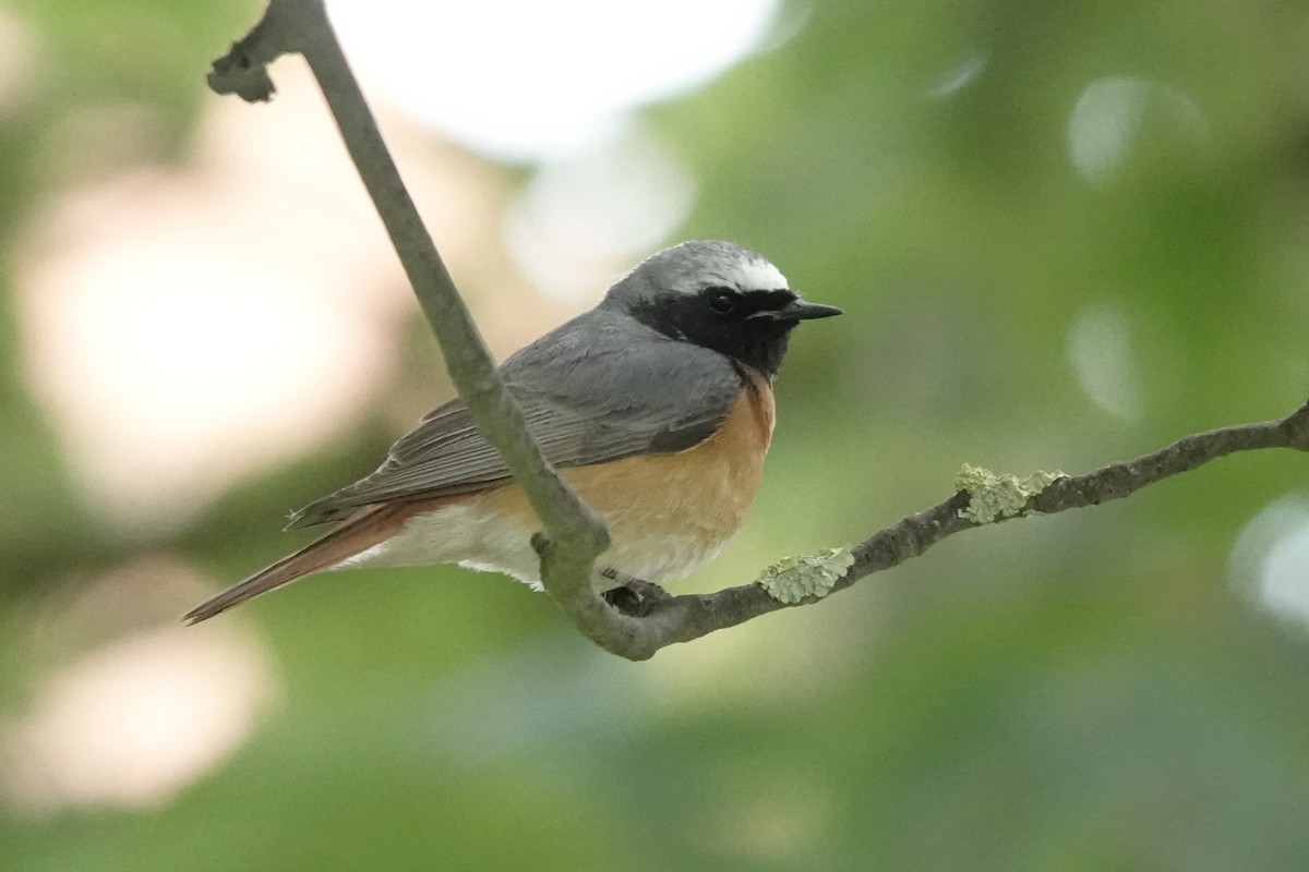 Common Redstart - ML620669467