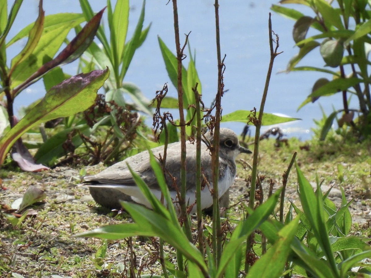 Little Ringed Plover - ML620669468