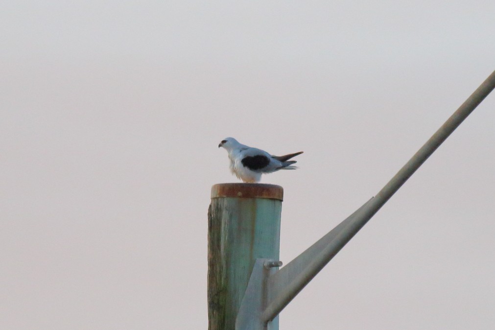 Black-shouldered Kite - ML620669469