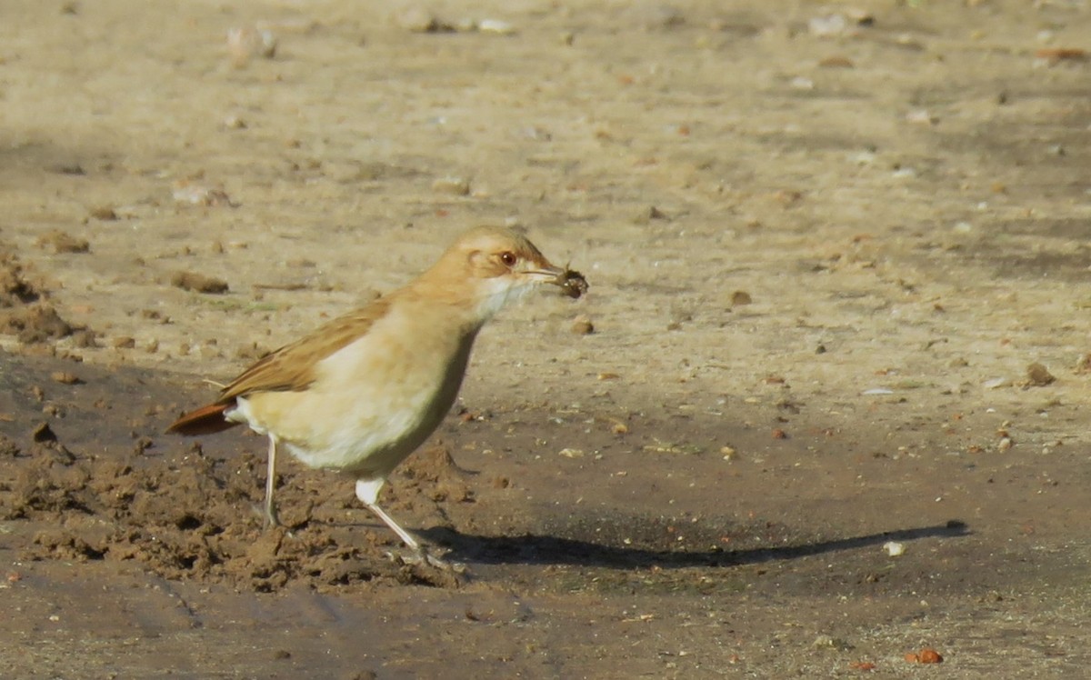 White-crested Tyrannulet - ML620669470