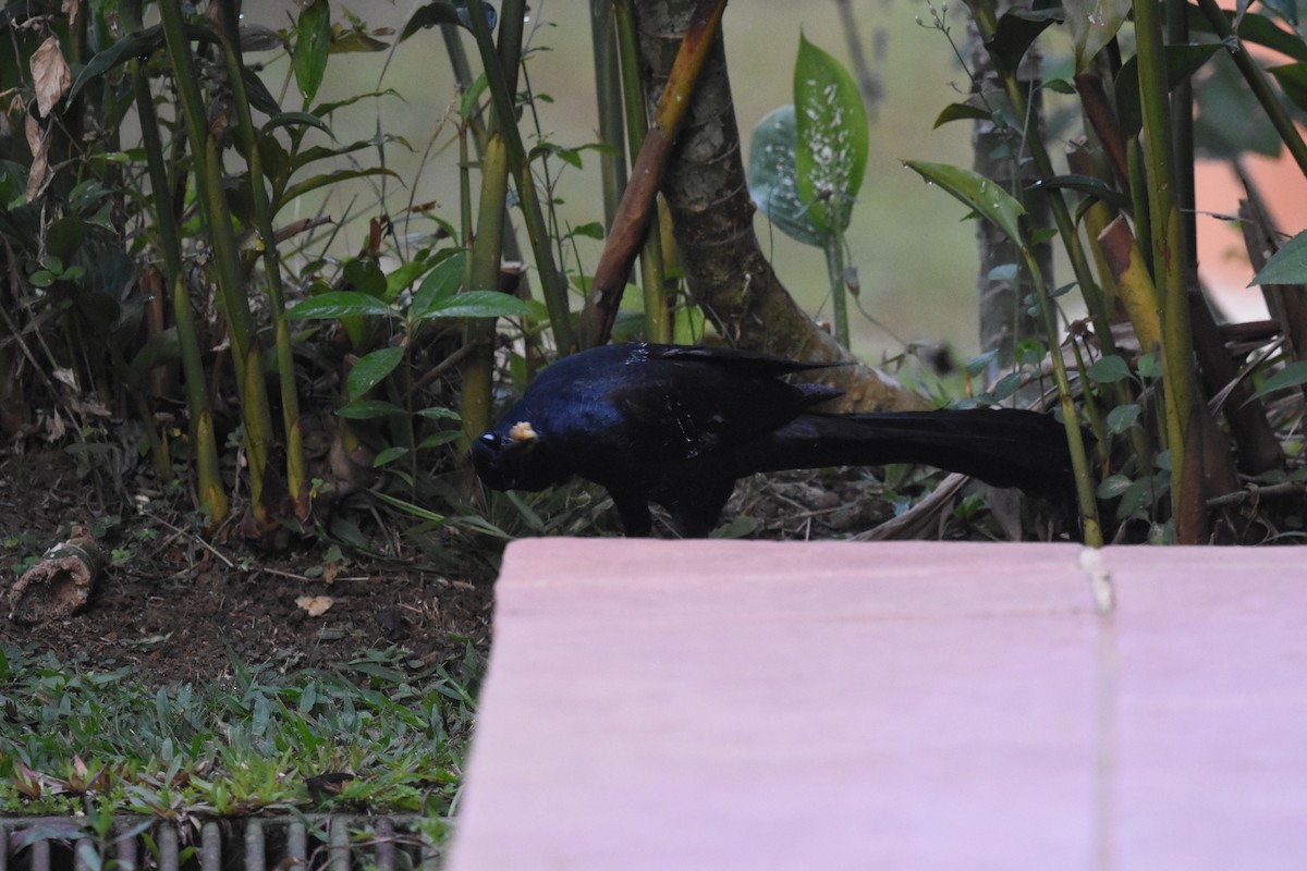 Great-tailed Grackle - ML620669476