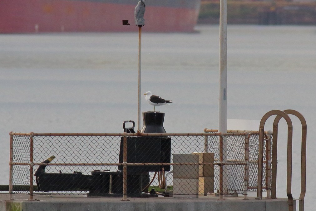 Kelp Gull (dominicanus) - ML620669477