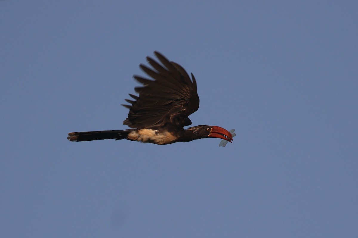 Crowned Hornbill - ML620669478