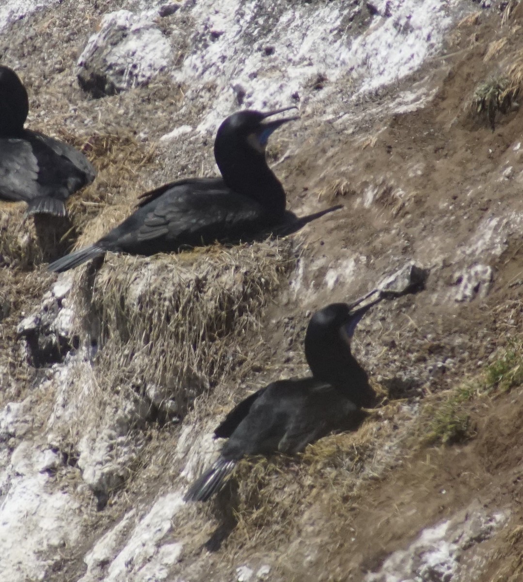 Brandt's Cormorant - ML620669486