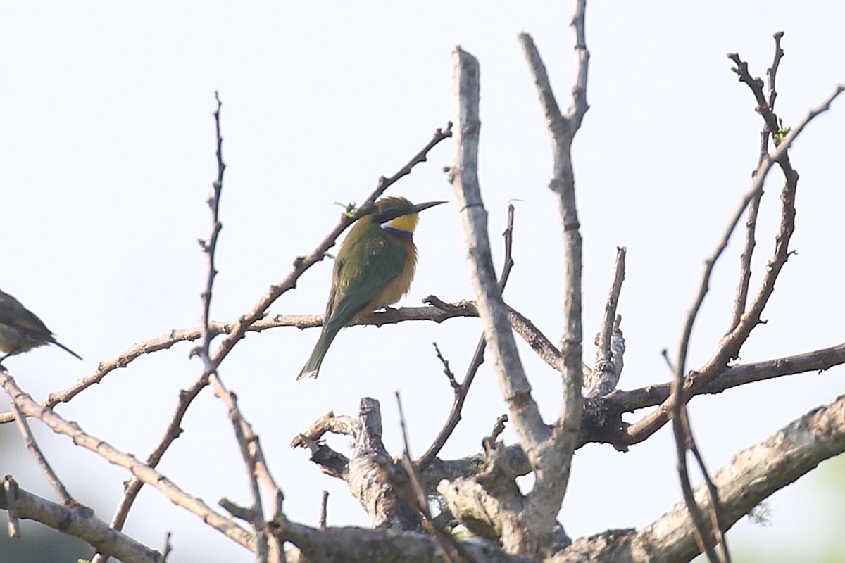 Blue-breasted Bee-eater - ML620669492