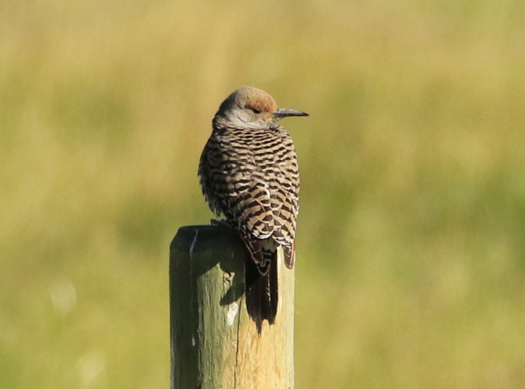 Northern Flicker (Red-shafted) - ML620669493