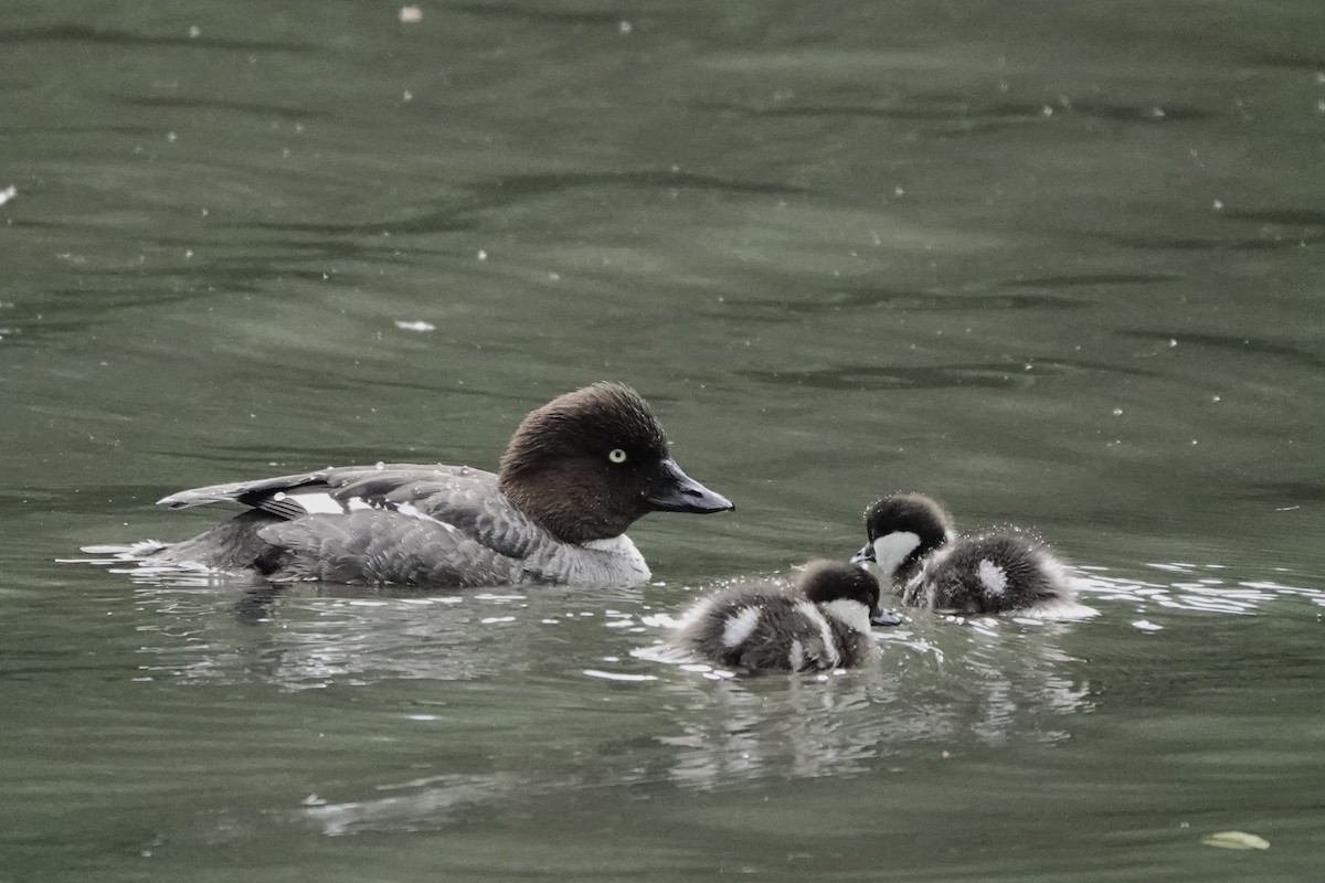 Common Goldeneye - ML620669495