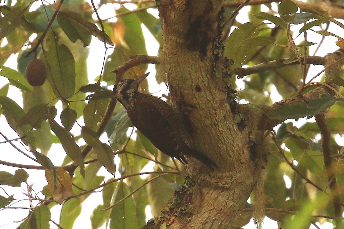 Golden-crowned Woodpecker - ML620669498