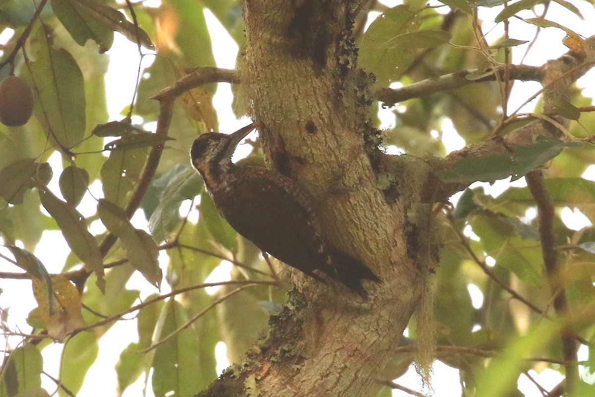 Golden-crowned Woodpecker - ML620669499