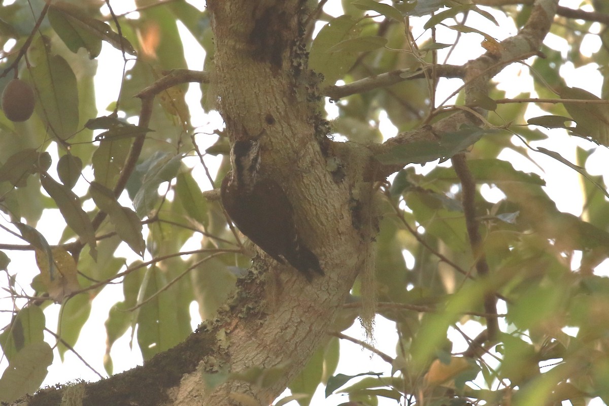 Golden-crowned Woodpecker - ML620669500