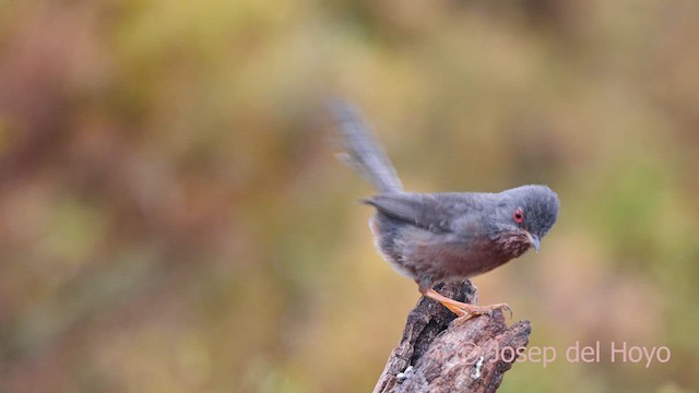 Dartford Warbler - ML620669502