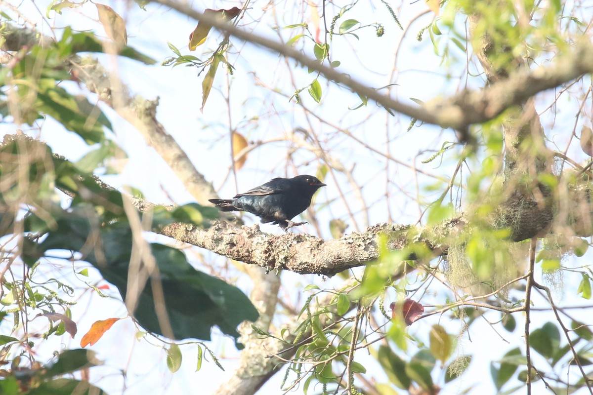 Black Cuckooshrike - ML620669505