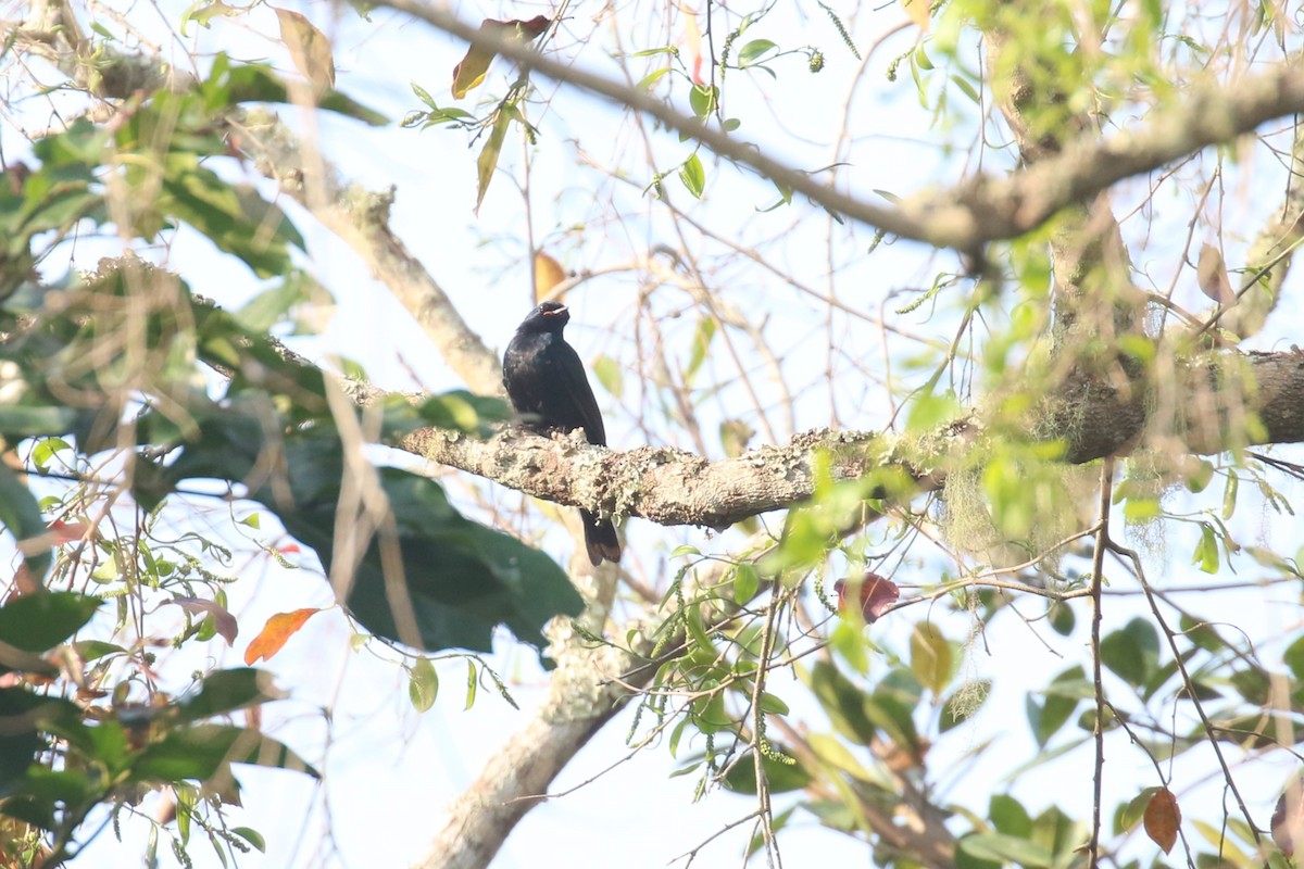 Black Cuckooshrike - ML620669506