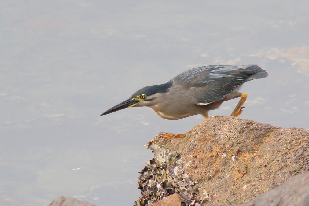 Striated Heron - ML620669510