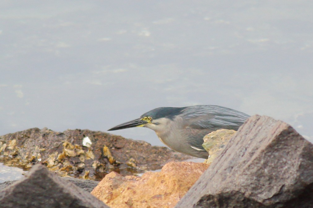 Striated Heron - ML620669511