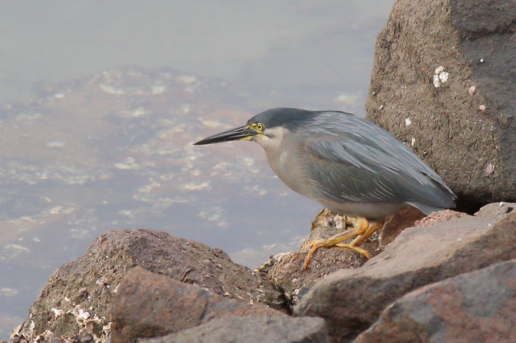 Striated Heron - ML620669512