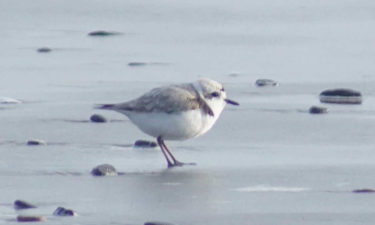 Snowy Plover - ML620669523