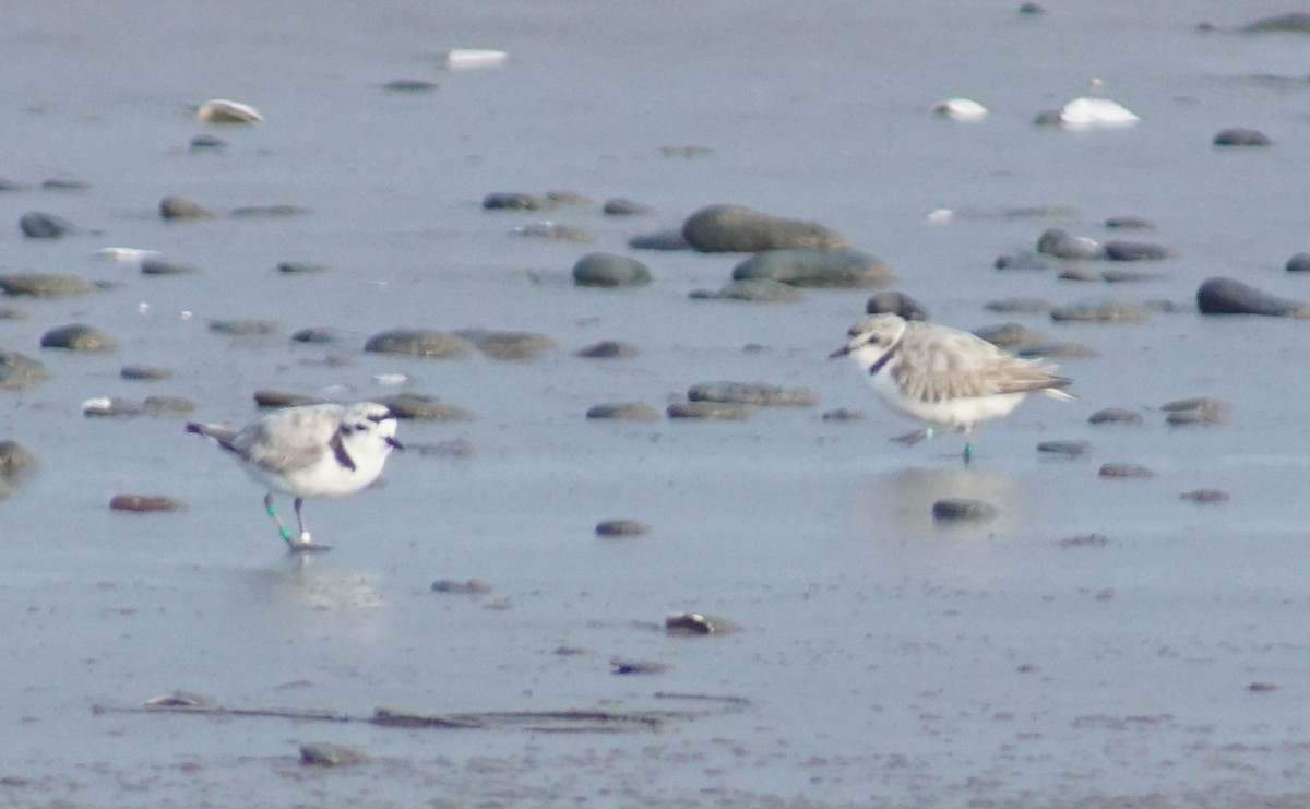 Snowy Plover - ML620669524