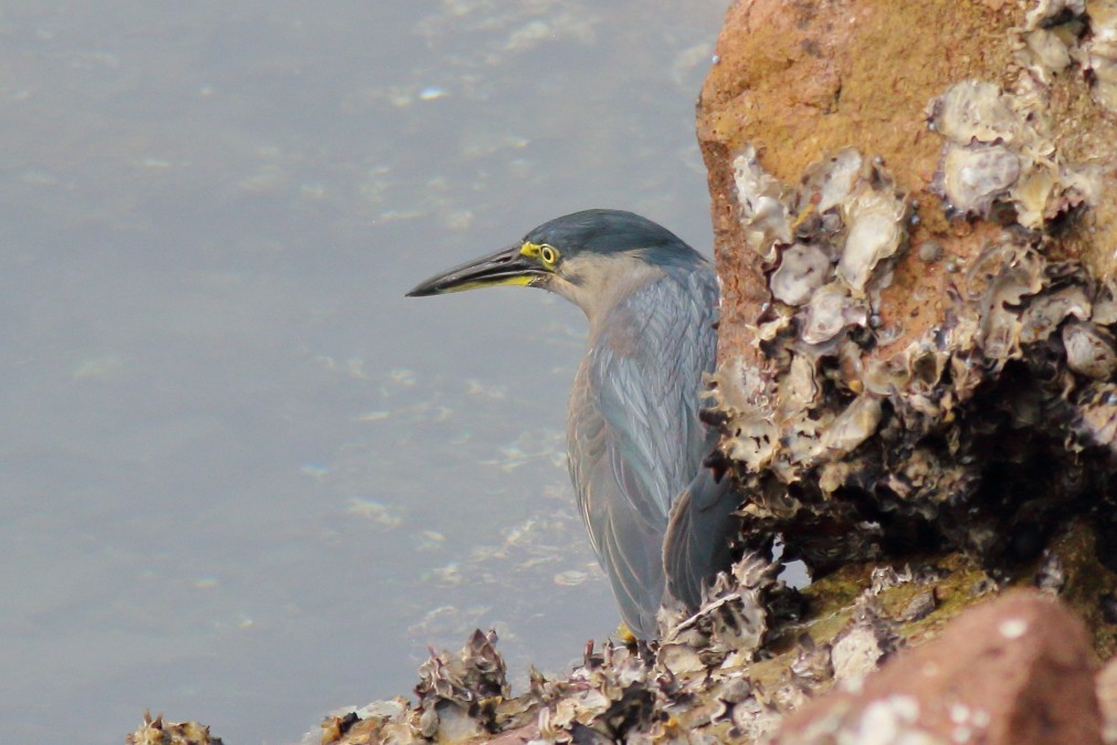 Striated Heron - ML620669526